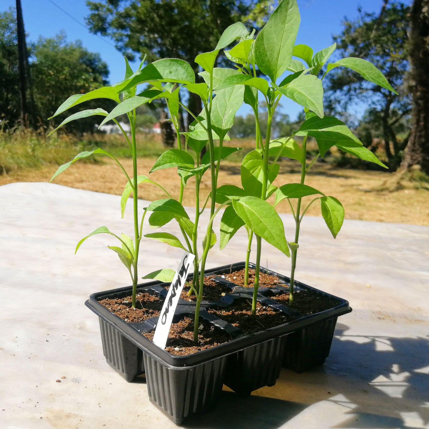 Chilli Peppers 6 pack - Jalapeno - BuyGrow Seedlings