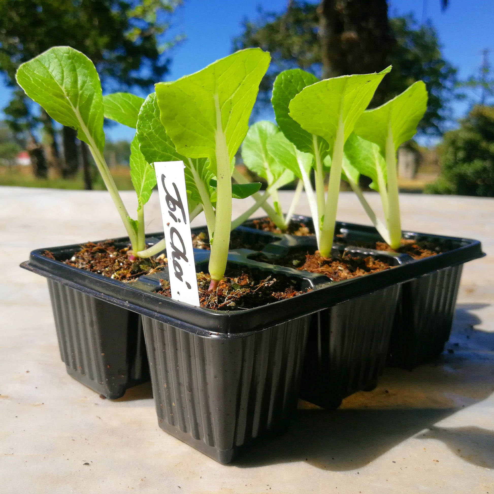 Oriental 6 pack - Joi Choi - BuyGrow Seedlings