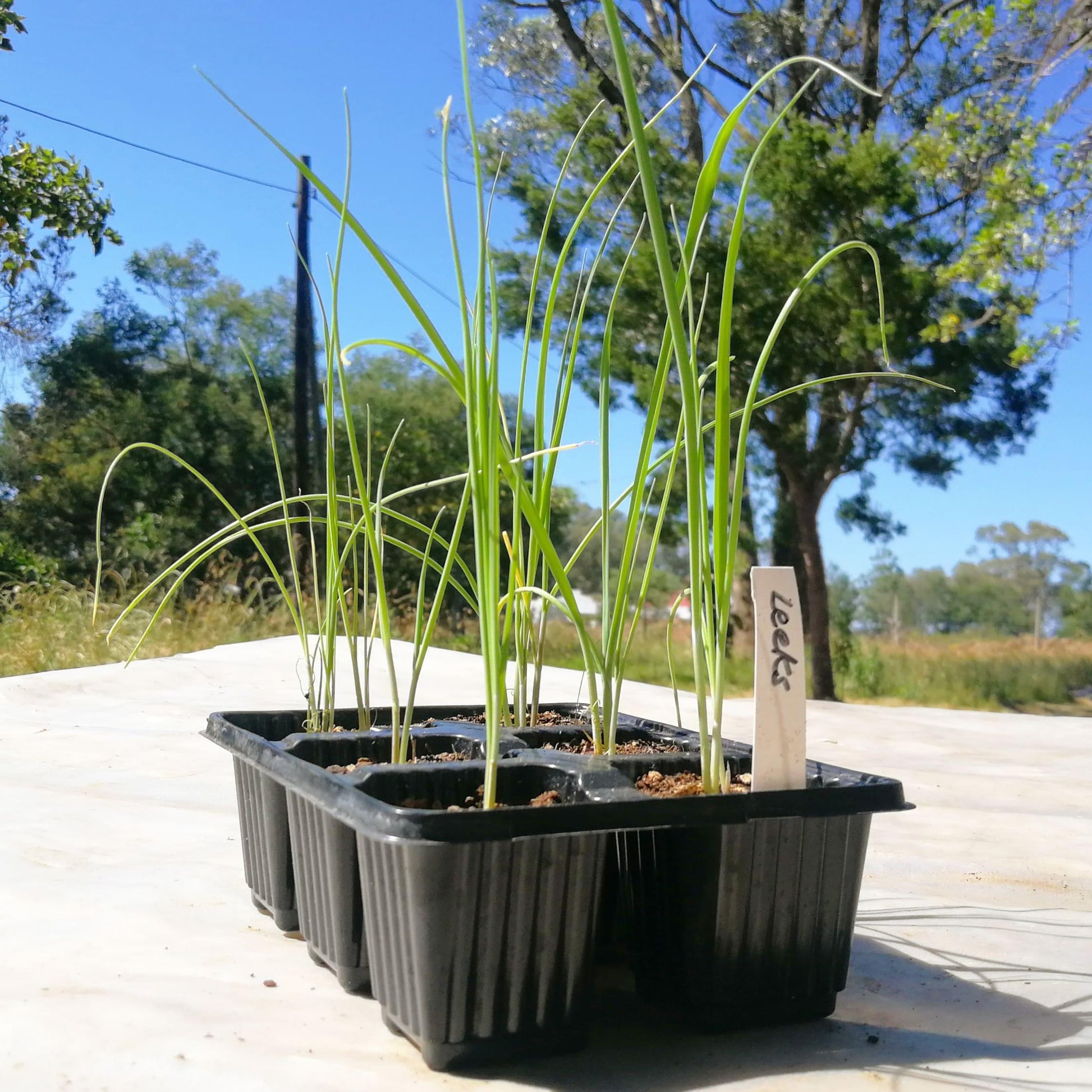 Leeks 6 pack - BuyGrow Seedlings