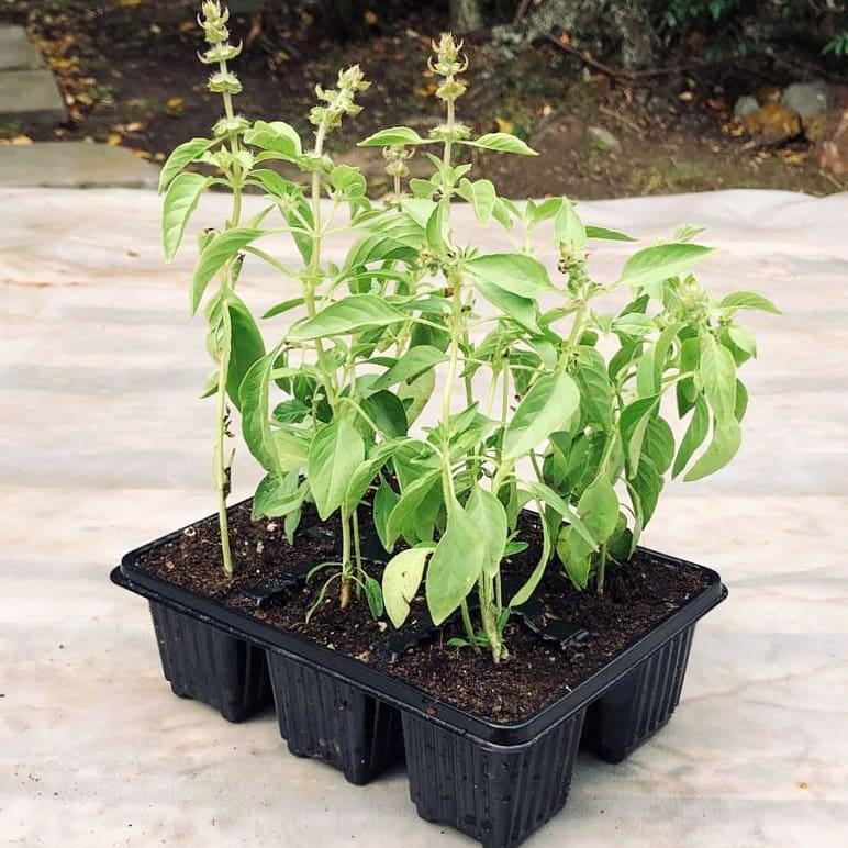 Lemon Basil 6 pack - BuyGrow Seedlings