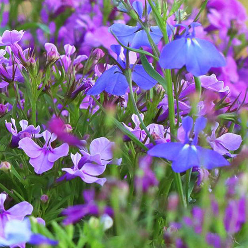 Lobelia 6 pack - Mix - BuyGrow Seedlings