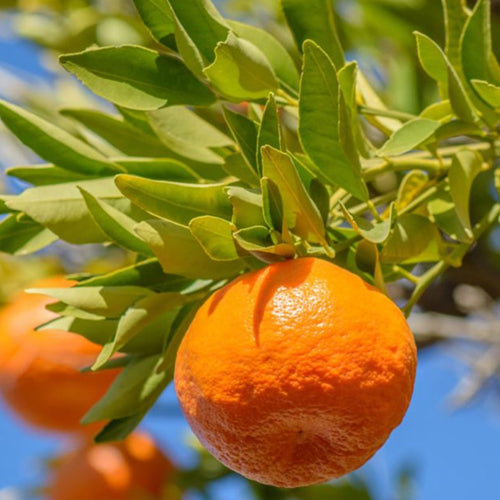 Naartjie Tree - Mandarin - BuyGrow Seedlings