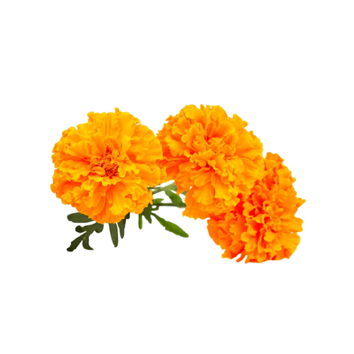 Marigold 6 pack - Pom Pom - BuyGrow Seedlings