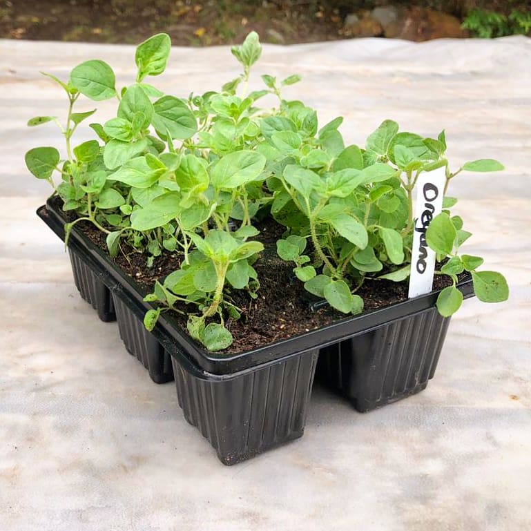 Oreganum 6 pack - BuyGrow Seedlings