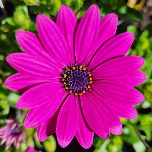 Osteospermum 14cm Pot - African Daisies - BuyGrow Seedlings