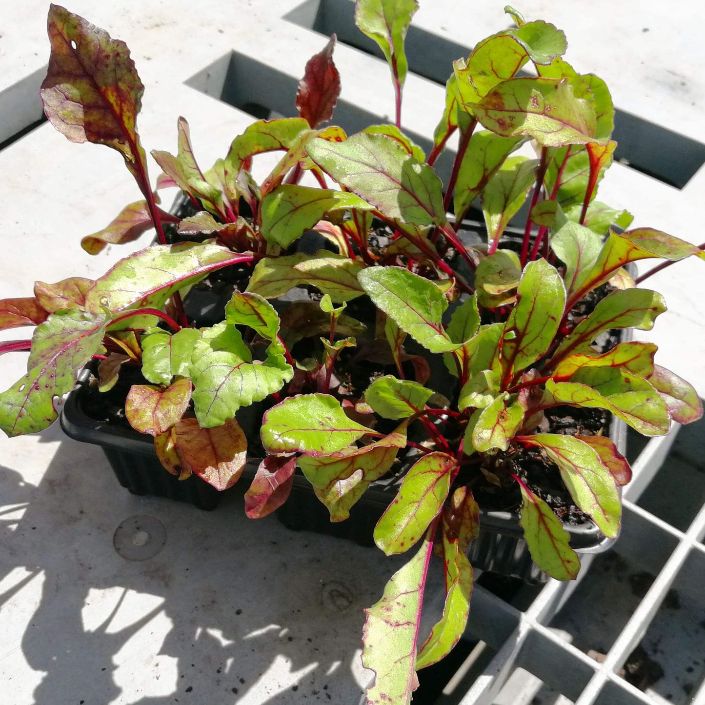 Beetroot 6 pack - BuyGrow Seedlings