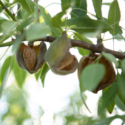 Almond Nut Tree - Peerless - BuyGrow Seedlings