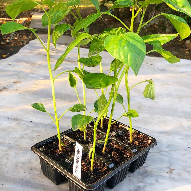 Peppers 6 pack - Sweet Piquante - BuyGrow Seedlings