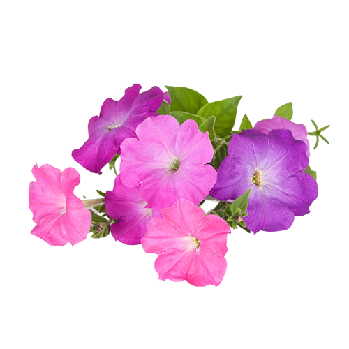 Petunias 6 pack - BuyGrow Seedlings