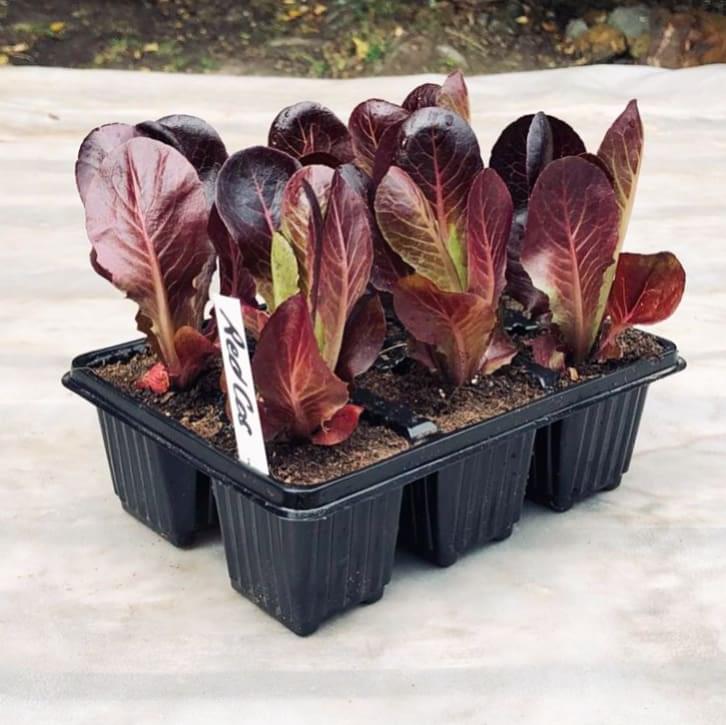 Lettuce 6 pack - Red Cos - BuyGrow Seedlings