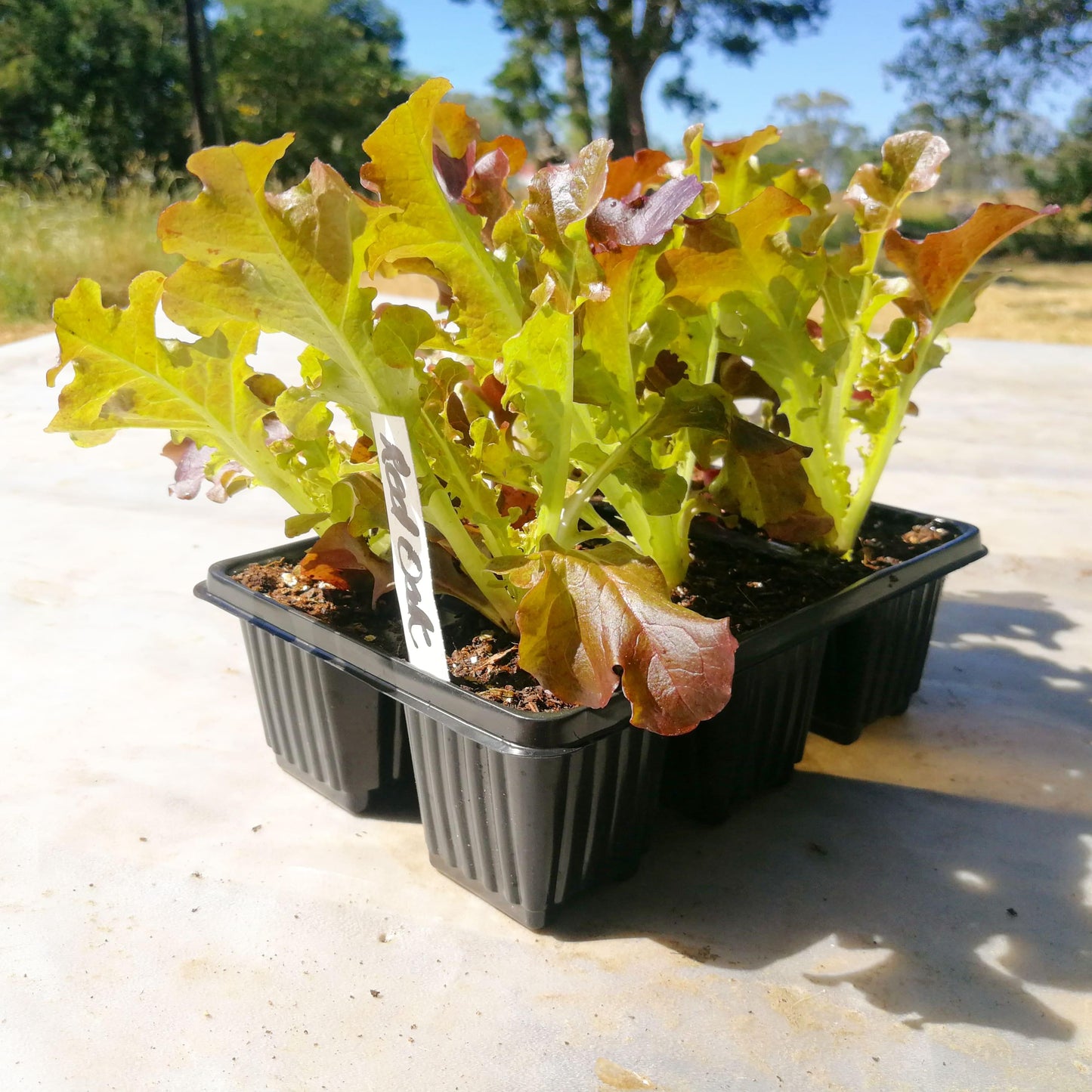 Lettuce 6 pack - Red Oak - BuyGrow Seedlings