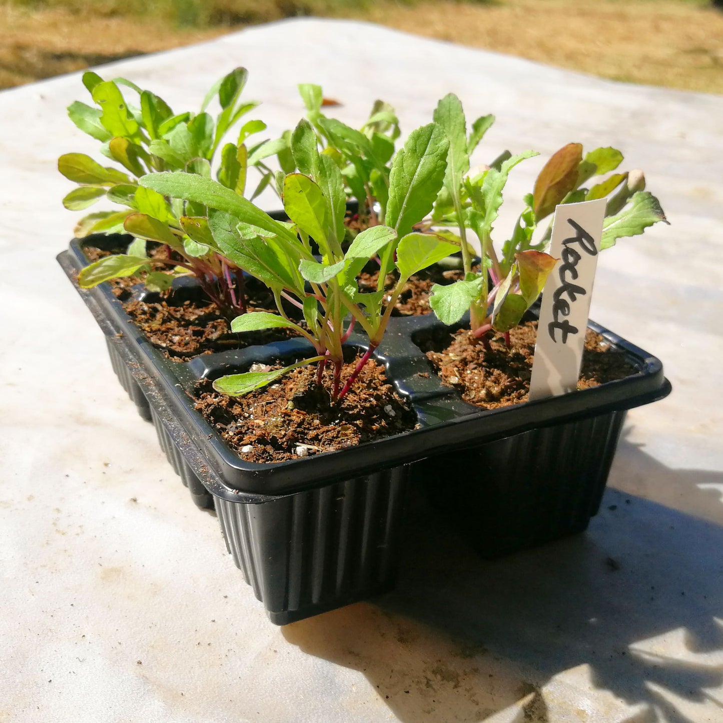 Rocket 6 pack - Cultivated - BuyGrow Seedlings