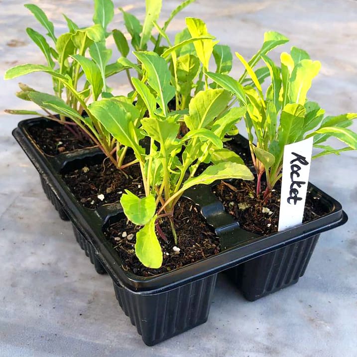 Wild Rocket Rice Wild Rocket 6 pack Seedling tray - BuyGrow Online Nursery