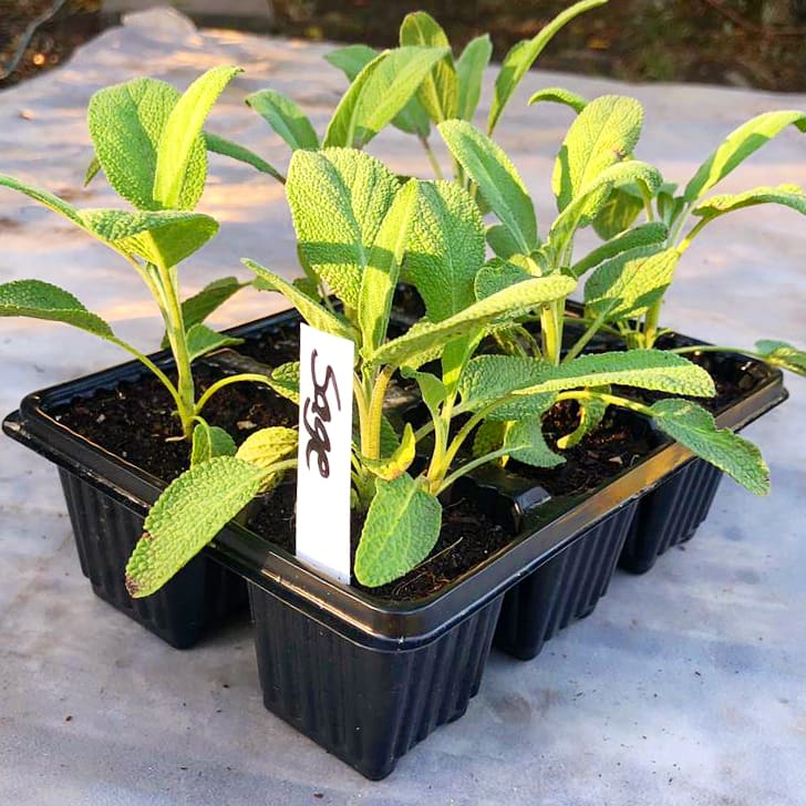 Sage 6 pack - BuyGrow Seedlings