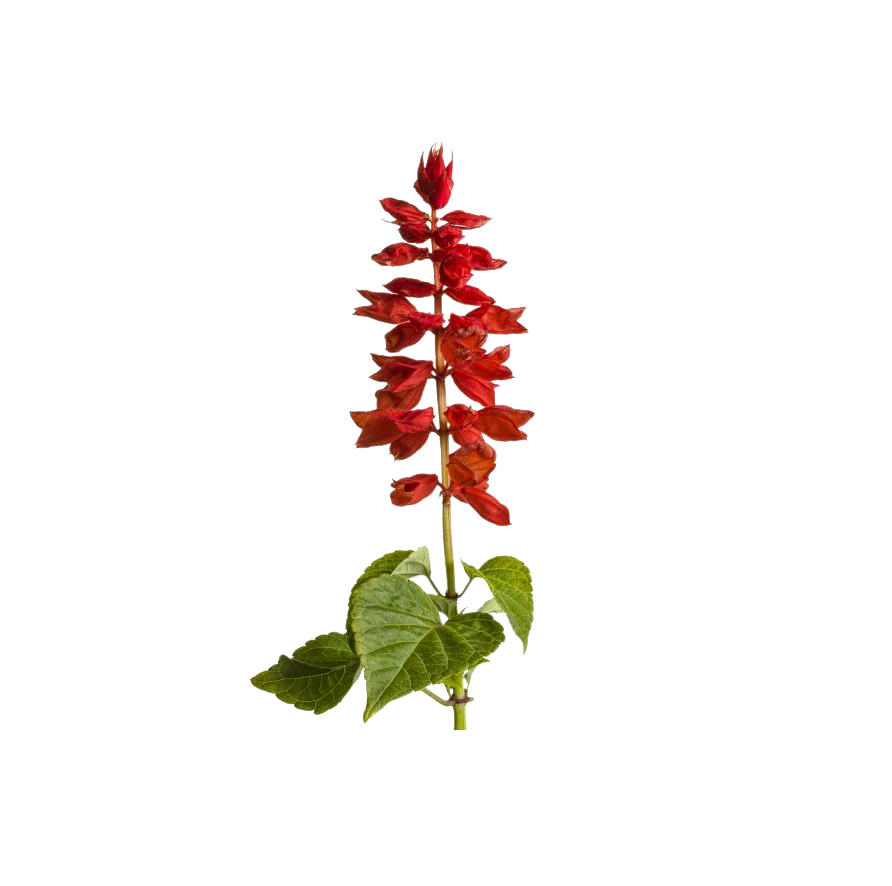 Salvia 6 pack - Mix - BuyGrow Seedlings