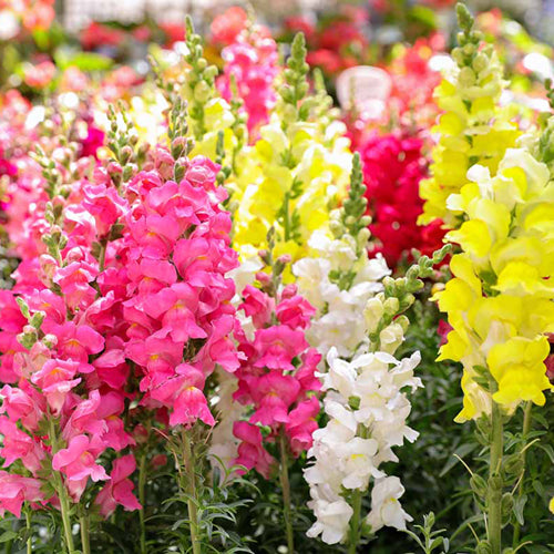 Snapdragon 6 pack - Mix - BuyGrow Seedlings