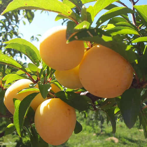 Plum Tree - Songold Yellow - BuyGrow Seedlings