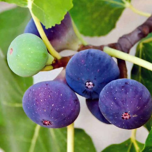 Fig Tree - Southern Black - BuyGrow Seedlings