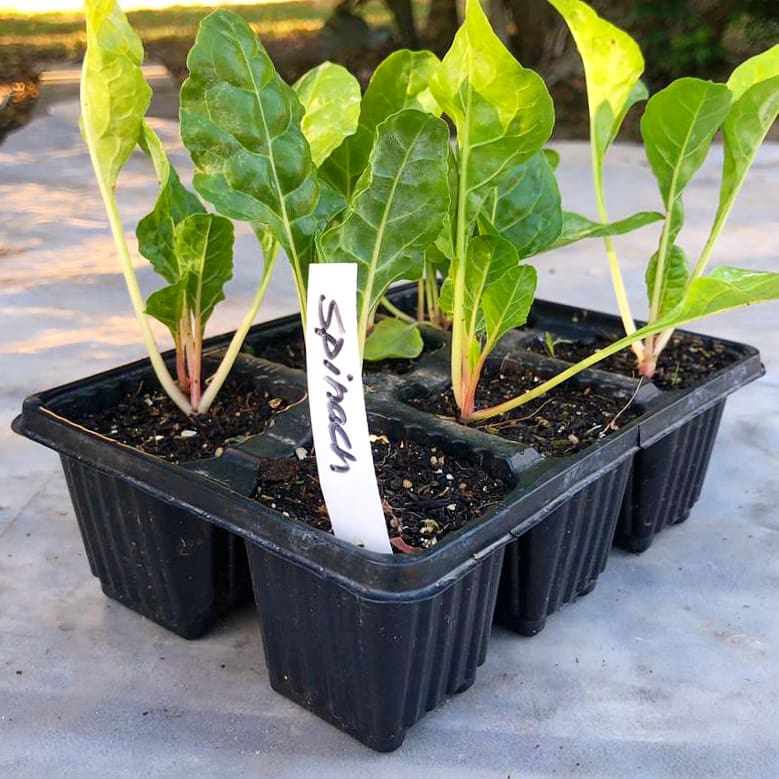 Spinach 6 pack - Fordhook Giant - BuyGrow Seedlings