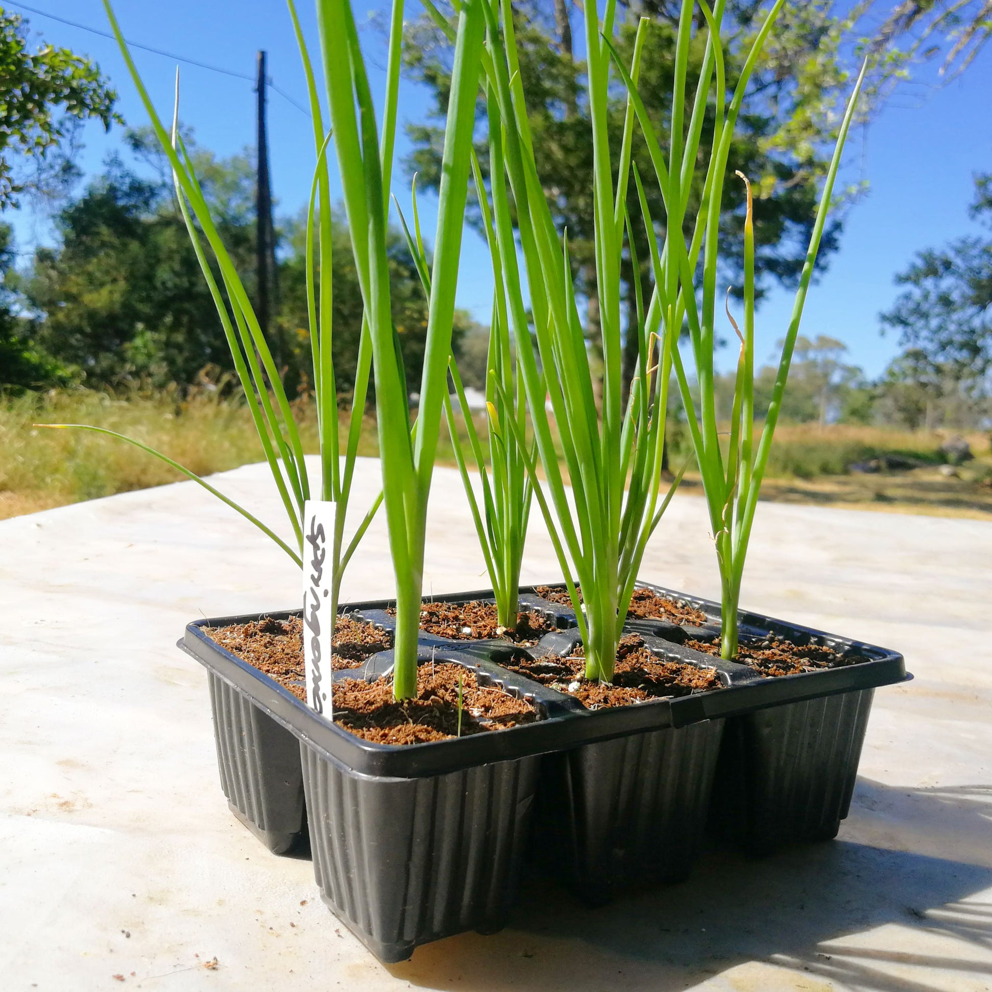 Spring Onion 6 pack - Slender - BuyGrow Seedlings