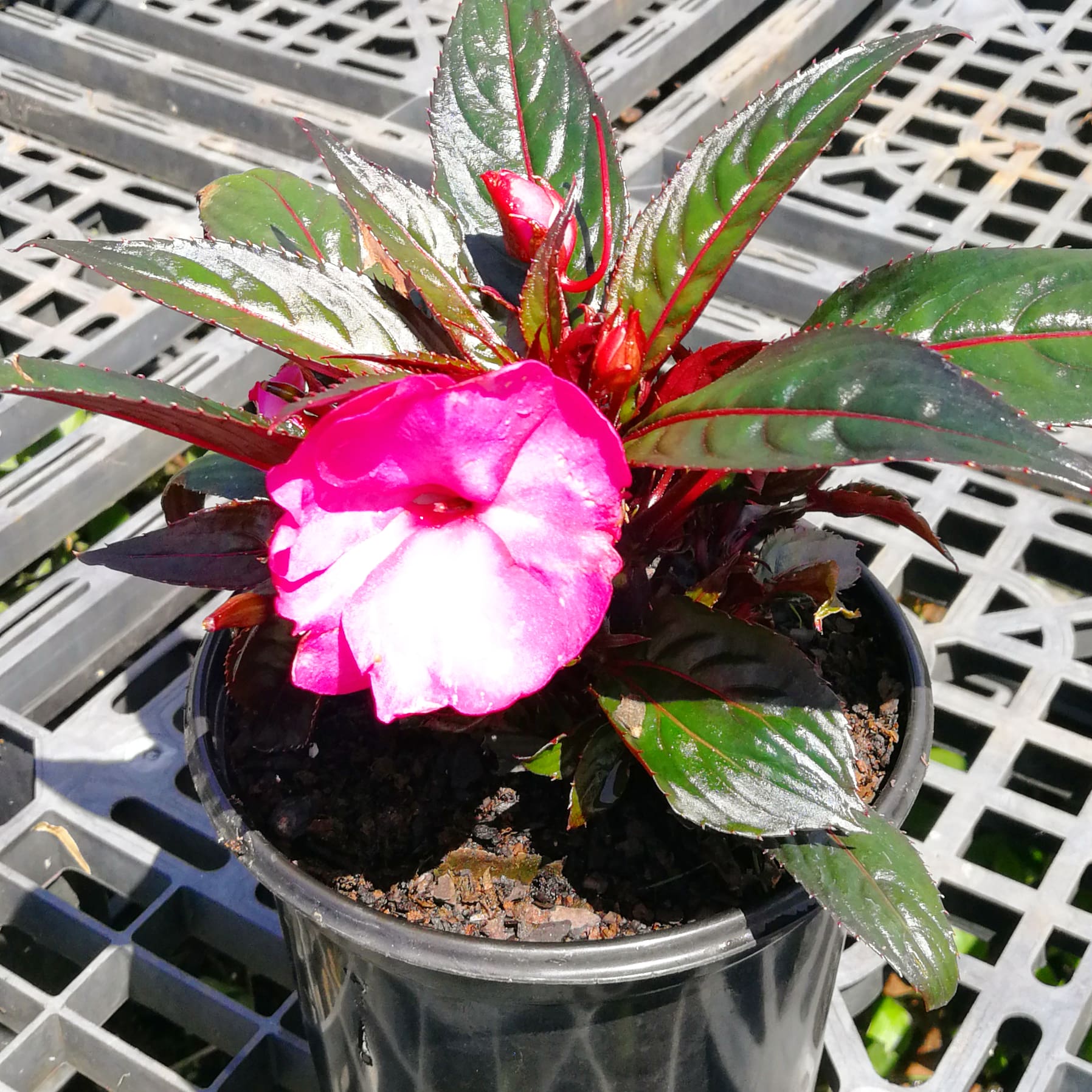 Sunpatiens 14cm Pot - BuyGrow Seedlings