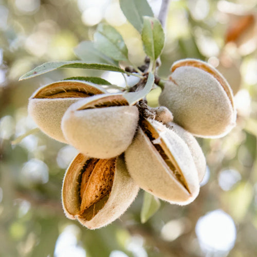 Almond Nut Tree - Texas Mission - BuyGrow Seedlings