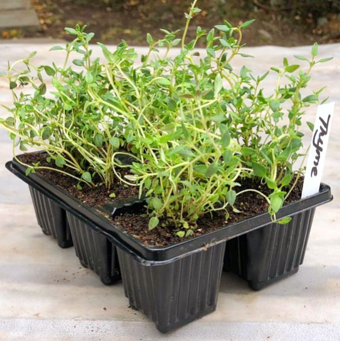 Thyme 6 pack seedlings - BuyGrow Seedlings