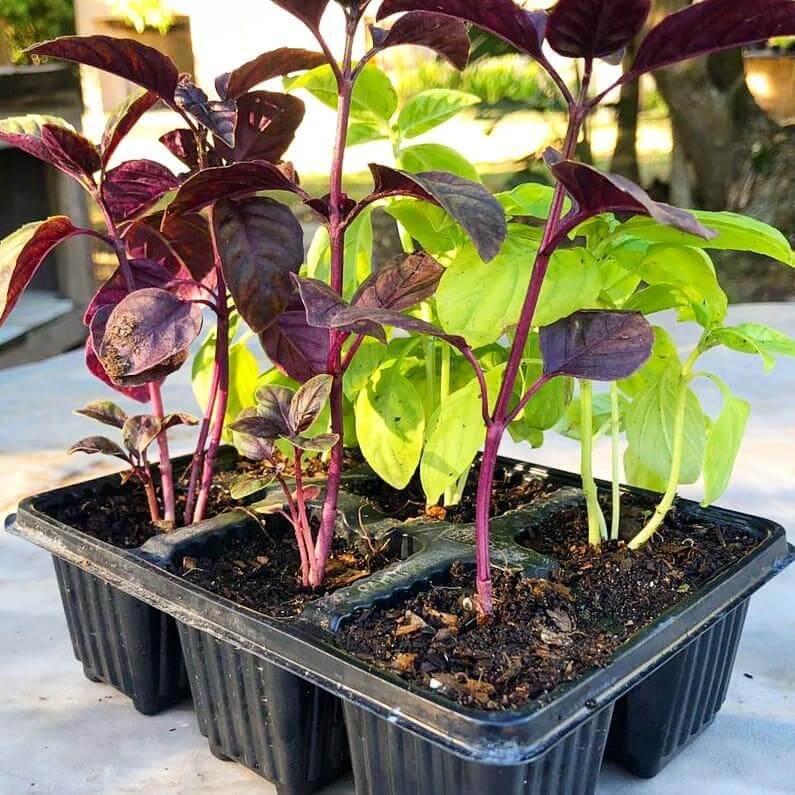Basil 6 pack - Two Tone - BuyGrow Seedlings