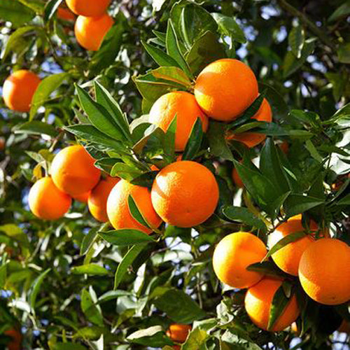 Orange Tree - Valencia - BuyGrow Seedlings