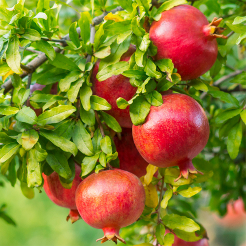 Pomegranate Tree - Wonderful - BuyGrow Seedlings