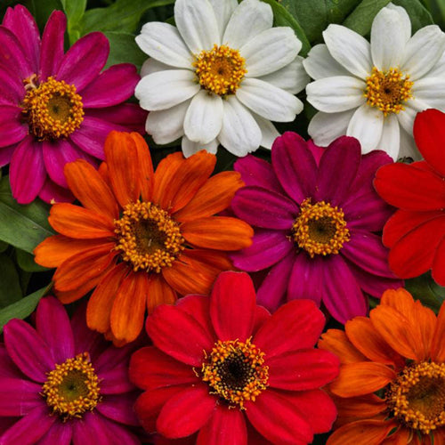 Zinnias 6 pack - Mix - BuyGrow Seedlings